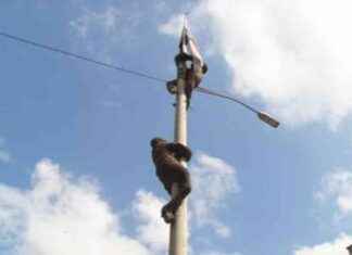 Decreto especial de Mayer Mizrachi por el Día de los Mártires decreto-especial-de-mayer-mizrachi-por-el-da-de-los-mrtires