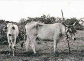 La misteriosa criatura del verano de 1955 la-misteriosa-criatura-del-verano-de-1955
