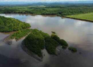 Impacto del desarrollo de Puerto Barú en los manglares de Chiriquí. mpacto-del-desarrollo-de-puerto-bar-en-los-manglares-de-chiriqu