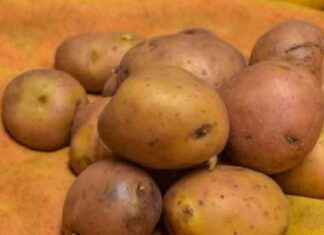 Importación de papas canadienses: ¿Otros rubros afectados por las lluvias? mportacin-de-papas-canadienses-otros-rubros-afectados-por-las-lluvias