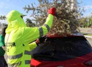 Puntos de recolección de árboles de Navidad por la Autoridad de Aseo puntos-de-recoleccin-de-rboles-de-navidad-por-la-autoridad-de-aseo