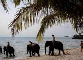 Trágico incidente: Elefante mata a turista española en santuario tailandés trgico-incidente-elefante-mata-a-turista-espaola-en-santuario-tailands