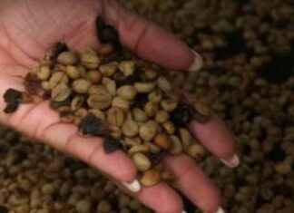 Café sostenible en la cuenca del Canal: Beneficios y prácticas eco-amigables caf-sostenible-en-la-cuenca-del-canal-beneficios-y-prcticas-eco-amigables