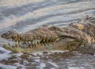 Conservación y conflicto: Cocodrilos en Panamá y su función ecológica conservacin-y-conflicto-cocodrilos-en-panam-y-su-funcin-ecolgica