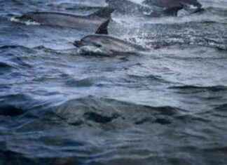 La Franciscana: Peligro de extinción y amenaza silenciosa la-franciscana-peligro-de-extincin-y-amenaza-silenciosa