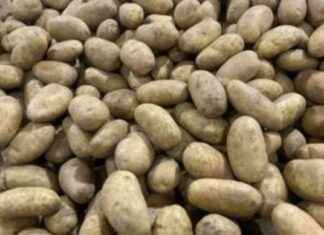 Optimización de la cadena agroalimentaria de papa y cebolla para beneficiar al consumidor. optimizacin-de-la-cadena-agroalimentaria-de-papa-y-cebolla-para-beneficiar-al-consumidor