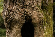 ¿Qué es Meduca? Descubriendo sus Orígenes y Composición Única