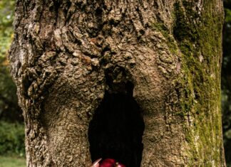 ¿Qué es Meduca? Descubriendo sus Orígenes y Composición Única