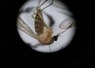 Primera muerte por virus oropouche confirmada en Panamá primera-muerte-por-virus-oropouche-confirmada-en-panam