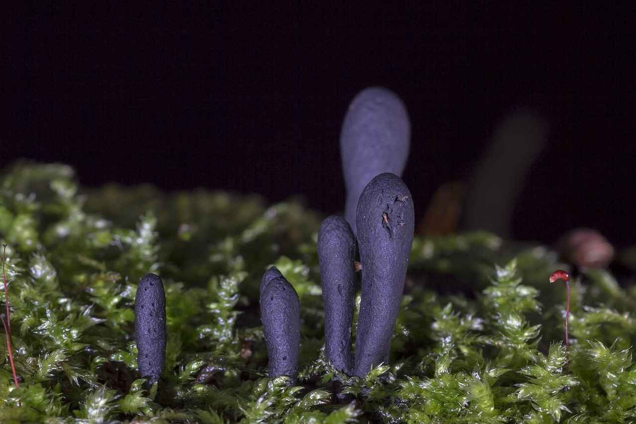 Lesiones y Sanciones