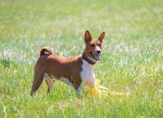 Alineaciones de Athletic contra R.C.D. Mallorca Released Early Alineaciones de Athletic contra R.C.D. Mallorca Released Early