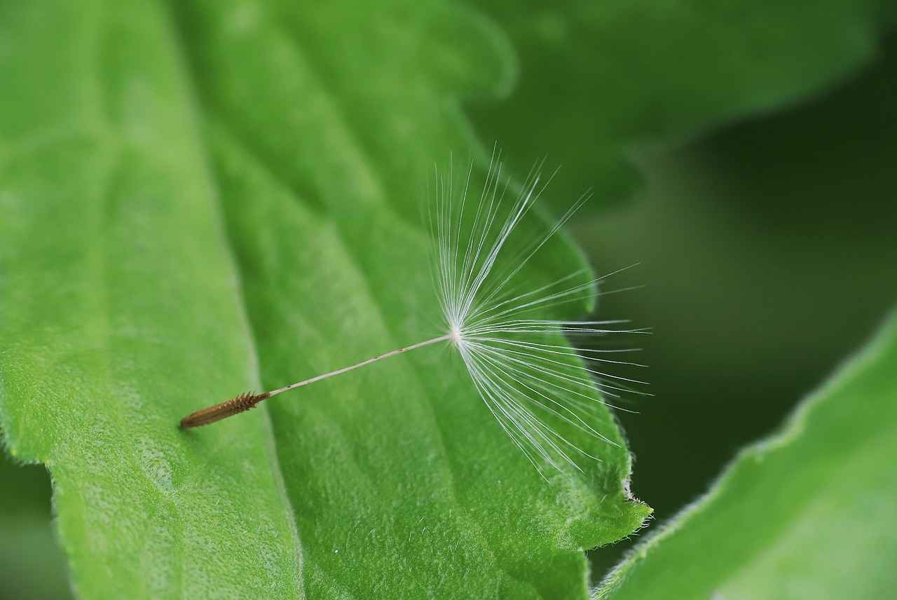 ¿Cuáles son las alineaciones más memorables del Celta de Vigo?