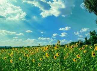 Alineaciones De Rayo Vallecano Contra Real Madrid Con Cambios Clave Alineaciones De Rayo Vallecano Contra Real Madrid Con Cambios Clave