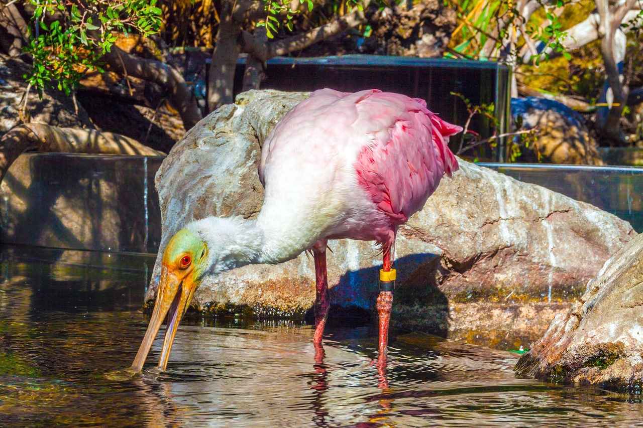 Expectativas de los Aficionados