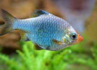 Alineaciones De Villarreal Club De Fútbol Contra Atlético De Madrid En Duelo Cerrado Alineaciones De Villarreal Club De Fútbol Contra Atlético De Madrid En Duelo Cerrado