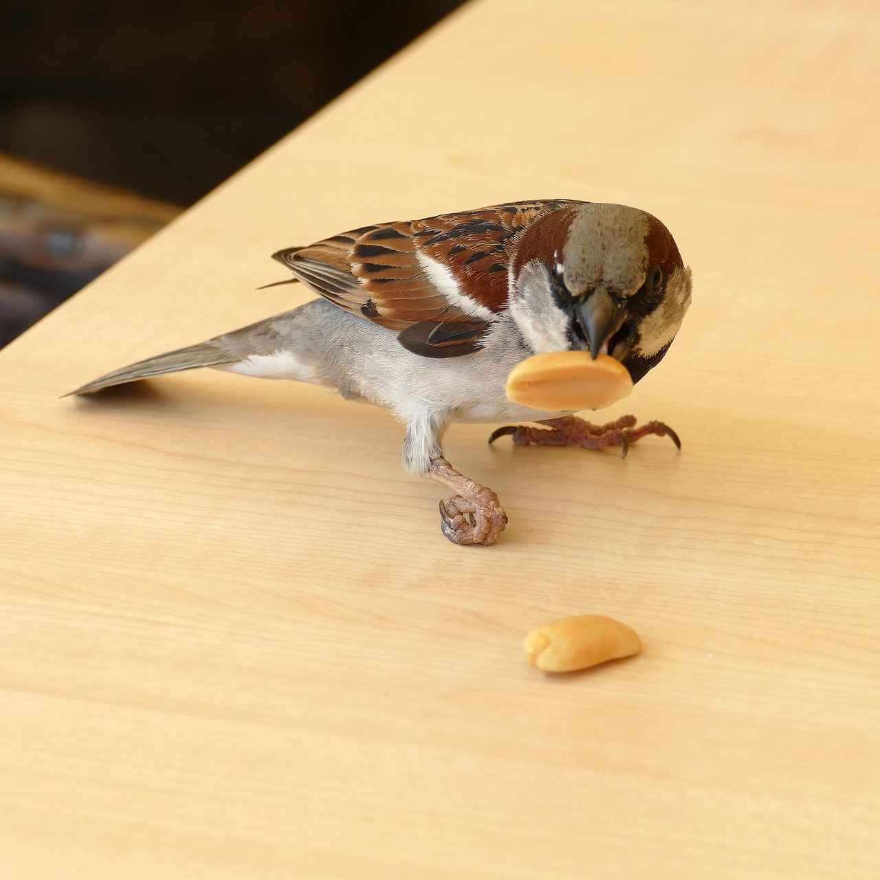 Historia de los Enfrentamientos