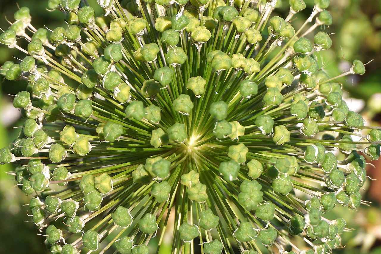 Mirando Hacia el Futuro