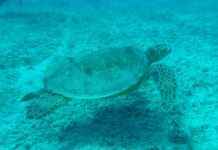 aqua polo – Qué es y por qué el Aqua Polo se está convirtiendo en el deporte acuático del futuro aqua polo – Qué es y por qué el Aqua Polo se está convirtiendo en el deporte acuático del futuro