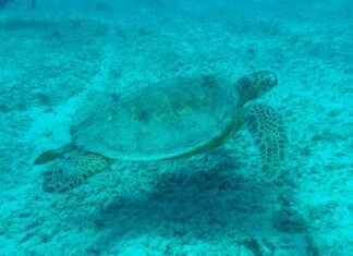 aqua polo – Qué es y por qué el Aqua Polo se está convirtiendo en el deporte acuático del futuro aqua polo – Qué es y por qué el Aqua Polo se está convirtiendo en el deporte acuático del futuro