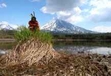 babosas sexual – Qué son y por qué generan tanta curiosidad en internet babosas sexual – Qué son y por qué generan tanta curiosidad en internet