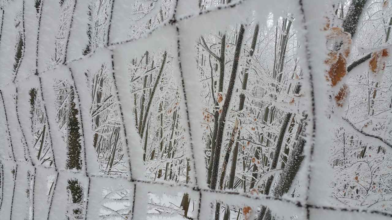 babosas sexual – Qué son y por qué generan tanta curiosidad en internet 5 ¿Cómo cuidar de las babosas sexuales en cautiverio?