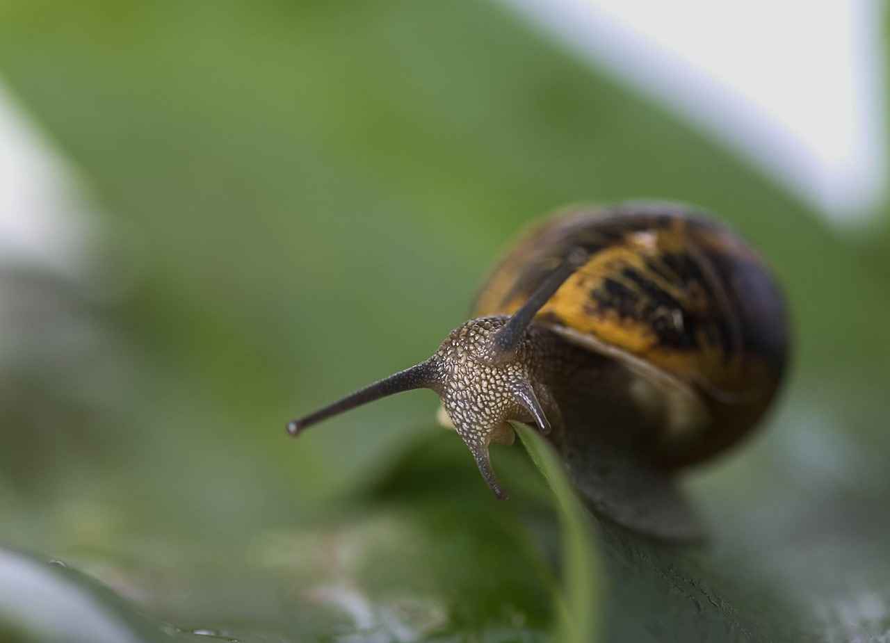 babosas sexual – Qué son y por qué generan tanta curiosidad en internet 6 ¿Qué investigaciones se están llevando a cabo sobre las babosas sexuales?