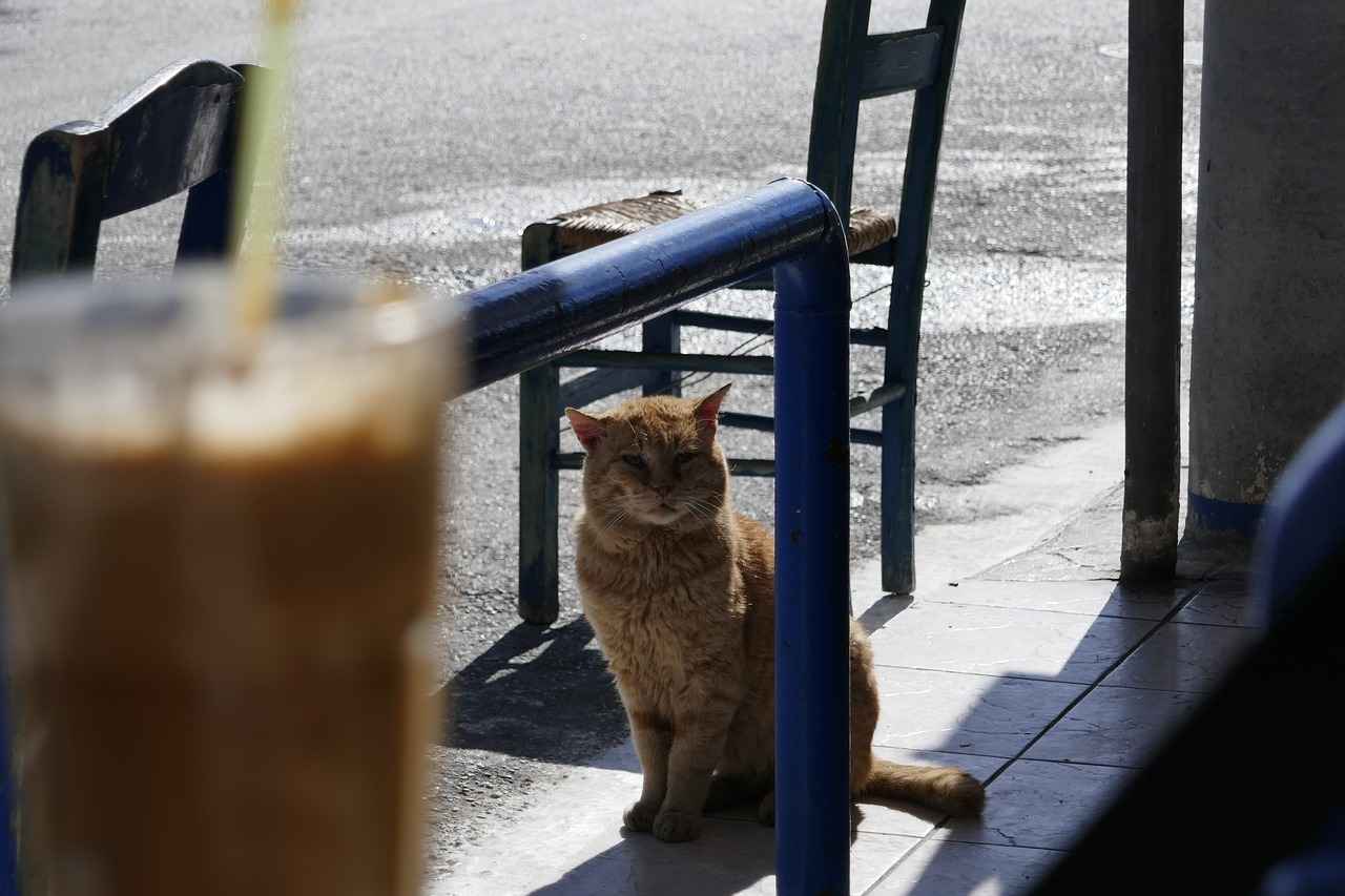 ¿Cuáles son los mejores cafés en Barcelona?
