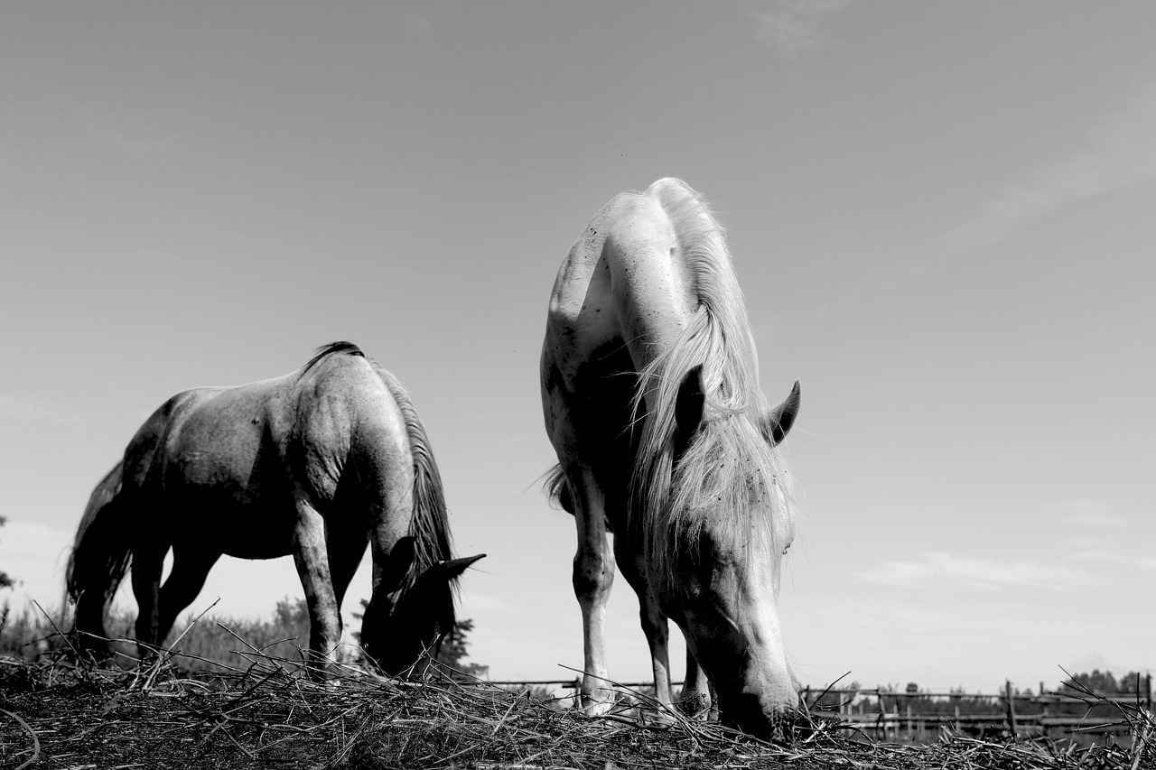 ¿Qué tipo de café se utiliza?