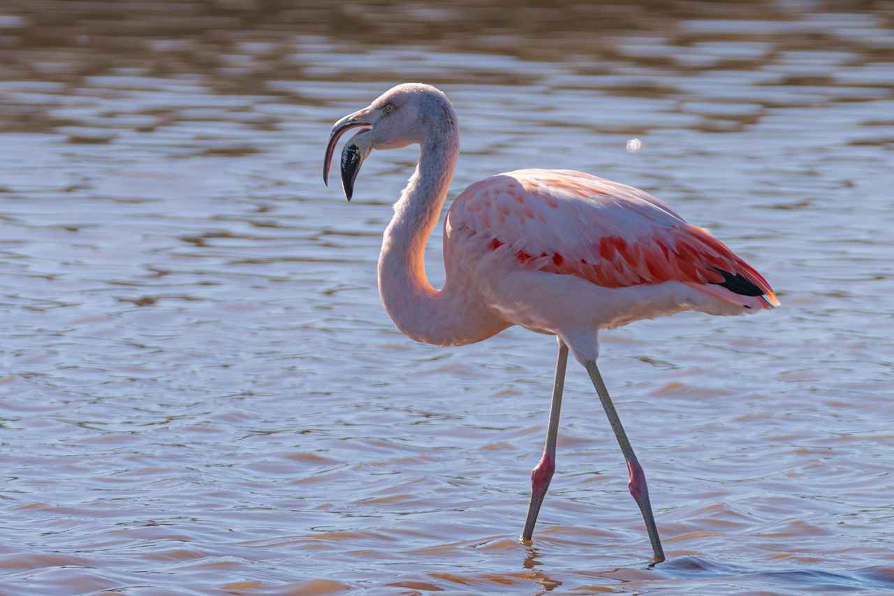 Cajón flamenco – Cómo tocar este instrumento esencial del arte andaluz 6 ¿Qué futuro le espera al cajón flamenco?