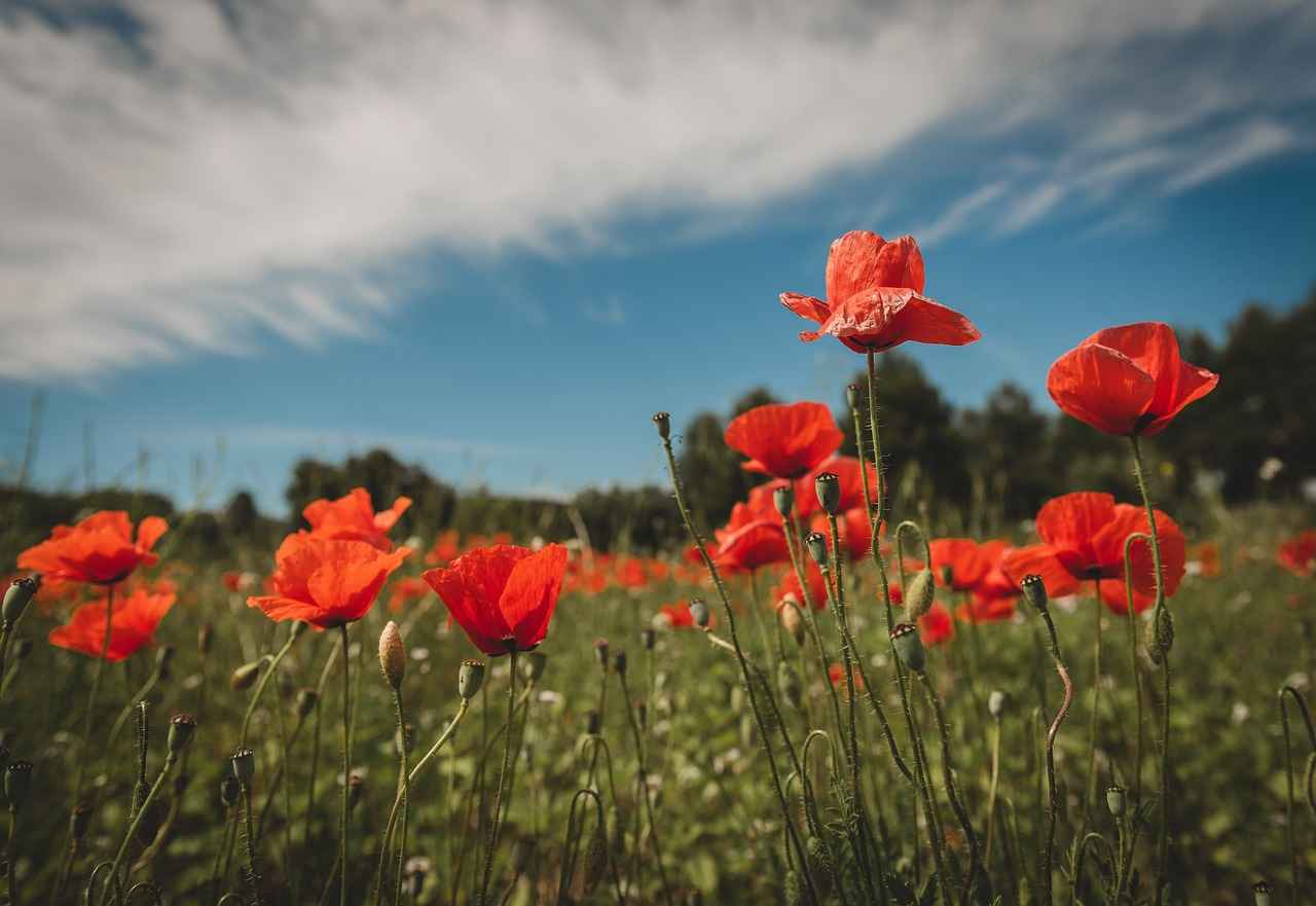 ¿Qué eventos históricos se asocian con la camiseta España 1996?