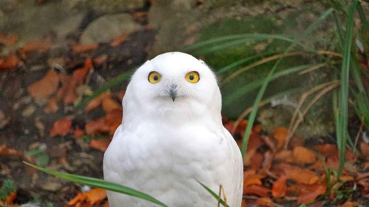 ¿Qué jugadores han destacado en el Borussia Dortmund?