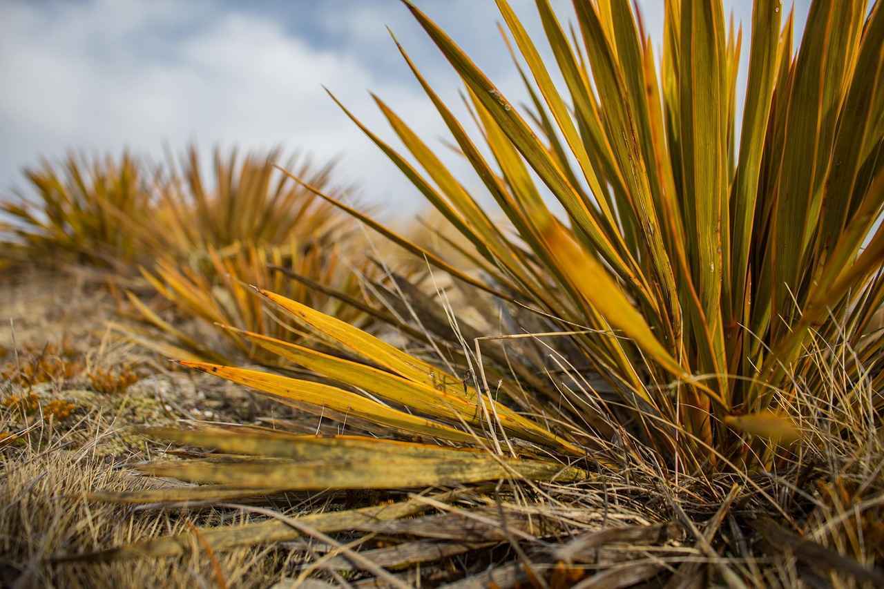Chándal Selección Española – Modelos Oficiales y Dónde Comprar al Mejor Precio 1 ¿Cuáles son los diferentes modelos de chándales de la selección española?