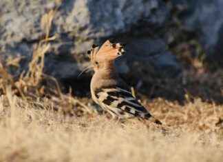 Coloración crema – Cómo elegir la mejor coloración crema para tu cabello según tu tipo de piel Coloración crema – Cómo elegir la mejor coloración crema para tu cabello según tu tipo de piel