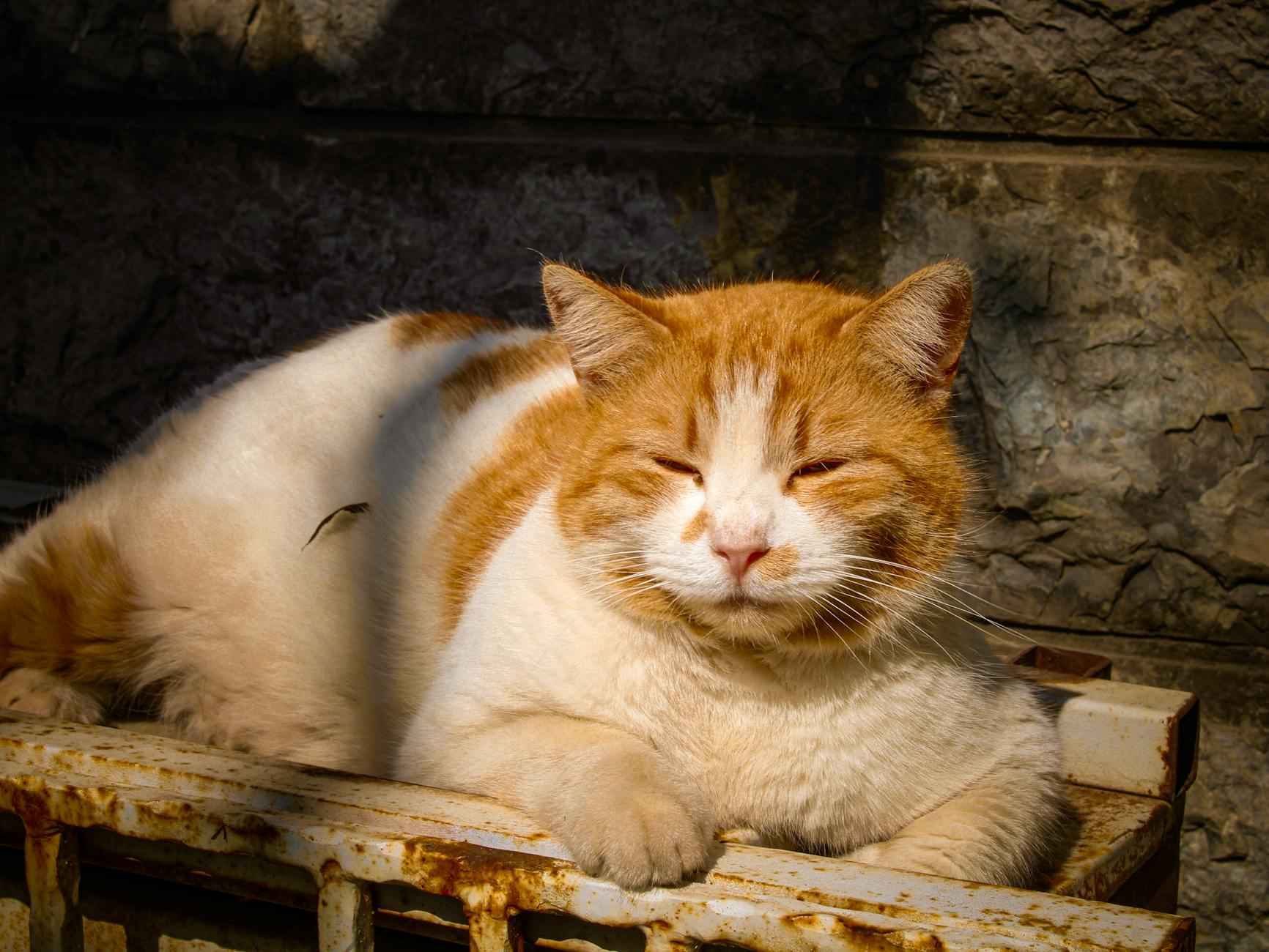 ¿Qué tipo de contenido se puede encontrar en OnlyFans?