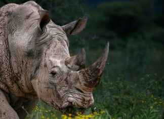 Corinna Kopf Perfil de OnlyFans – ¿Tiene fotos o videos filtrados? Corinna Kopf Perfil de OnlyFans – ¿Tiene fotos o videos filtrados? # Corinna Kopf Perfil de OnlyFans – ¿Tiene fotos o videos filtrados?