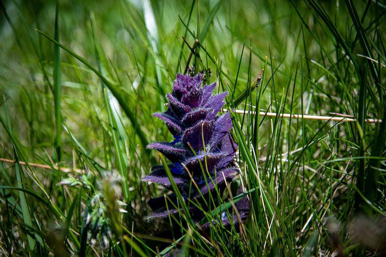 ¿Qué futuro tienen las cornetas en la música?