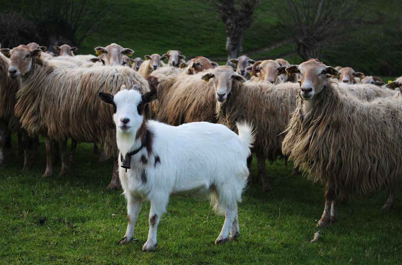 Eguzkilorea – El amuleto vasco que protege tu hogar del mal de ojo 2 ¿Cuál es el origen del eguzkilorea?