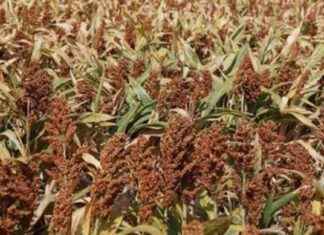 El riesgo de extinción del cultivo de sorgo en Panamá el-riesgo-de-extincin-del-cultivo-de-sorgo-en-panam