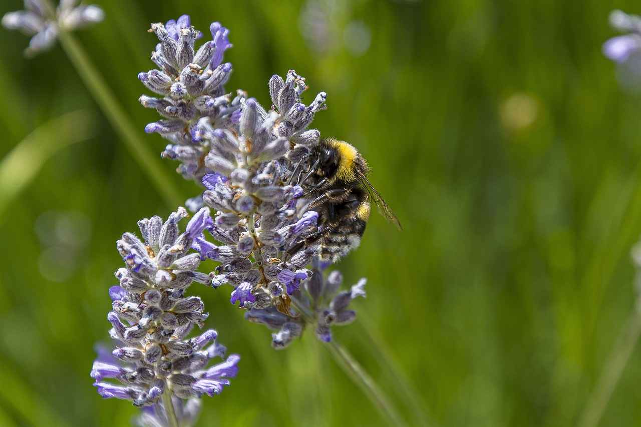 ¿Qué pasos seguir después de la publicación de una esquela?