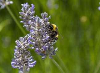 Esquelas Moaña Hoy Esquelas Moaña Hoy