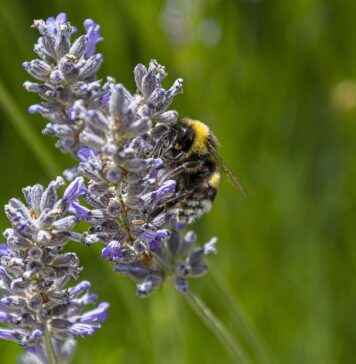 Esquelas Puente Villarente Hoy Esquelas Puente Villarente Hoy