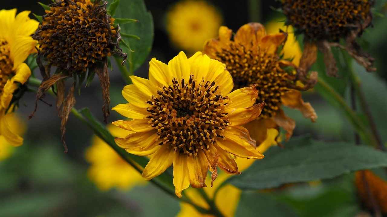 ¿Cómo se organizan los rituales de despedida?