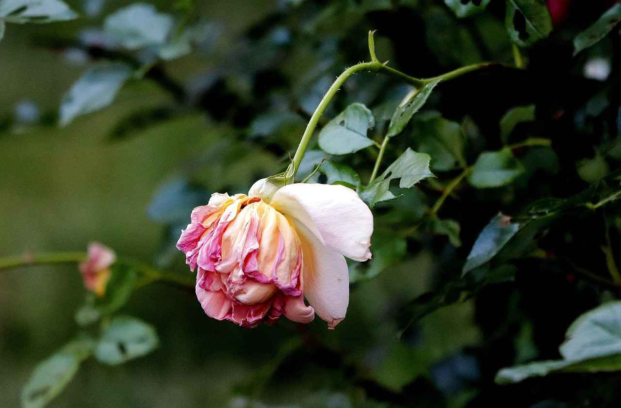 ¿Cómo se pueden personalizar las esquelas?