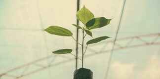 ¿Cuánto seguro de vida necesito? Calcula lo necesario según tu estilo de vida ¿Cuánto seguro de vida necesito? Calcula lo necesario según tu estilo de vida