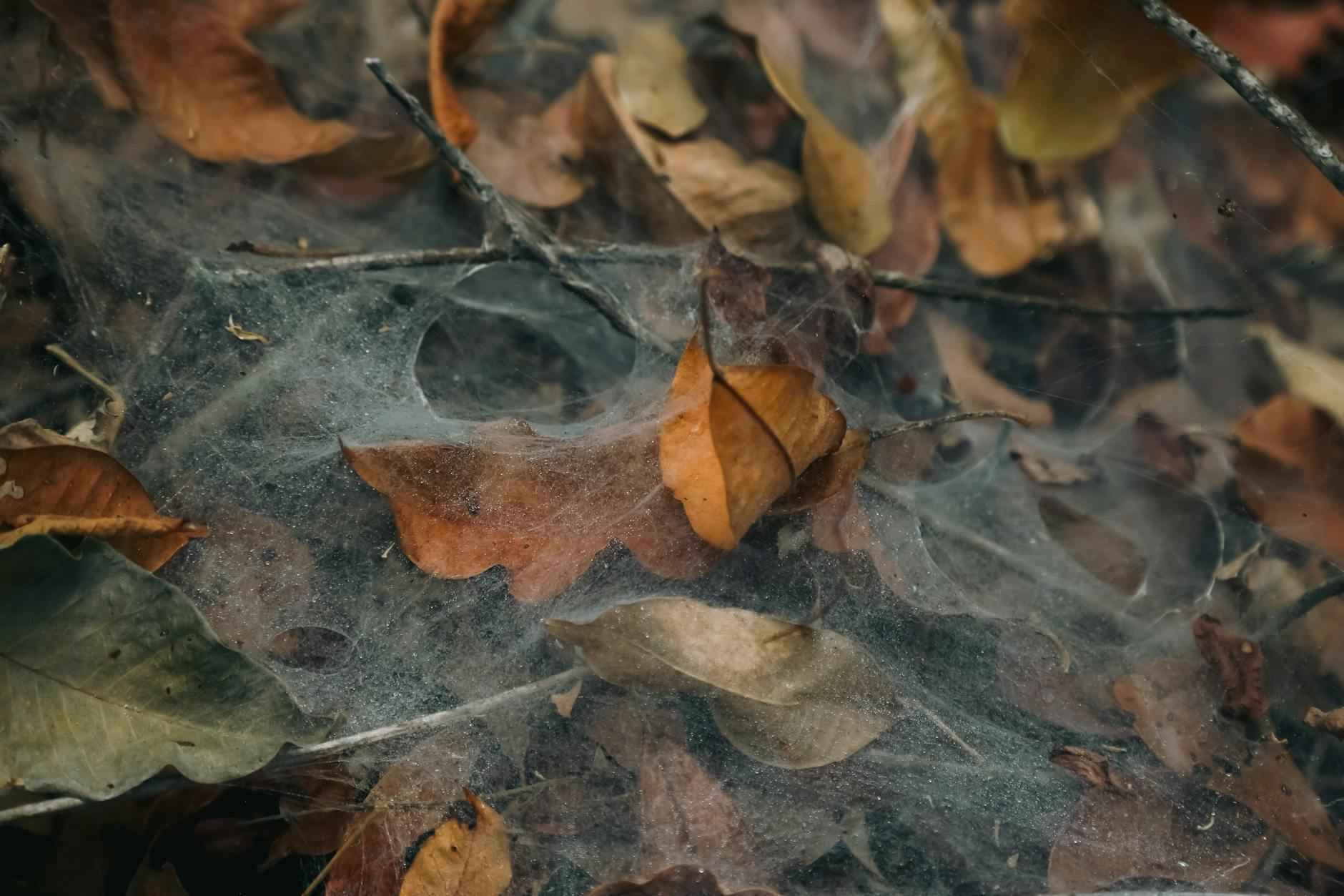Factores a considerar al elegir un seguro de vida
