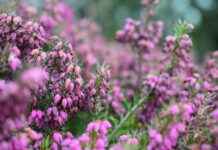 Las Cuatro Ramas de la Ética: Qué son y cómo influyen en tu vida diaria Las Cuatro Ramas de la Ética: Qué son y cómo influyen en tu vida diaria