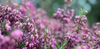 Las Cuatro Ramas de la Ética: Qué son y cómo influyen en tu vida diaria Las Cuatro Ramas de la Ética: Qué son y cómo influyen en tu vida diaria