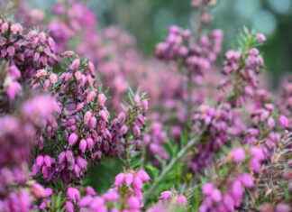 Las Cuatro Ramas de la Ética: Qué son y cómo influyen en tu vida diaria Las Cuatro Ramas de la Ética: Qué son y cómo influyen en tu vida diaria