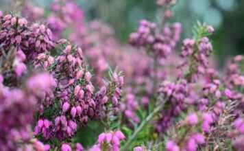 Las Cuatro Ramas de la Ética: Qué son y cómo influyen en tu vida diaria Las Cuatro Ramas de la Ética: Qué son y cómo influyen en tu vida diaria