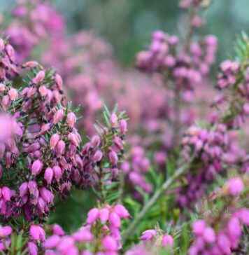 Las Cuatro Ramas de la Ética: Qué son y cómo influyen en tu vida diaria Las Cuatro Ramas de la Ética: Qué son y cómo influyen en tu vida diaria